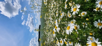 Nature / ***