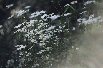 Chamomile Evening / ***