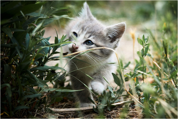 On the hunt / ***