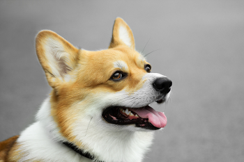 Fox / ***