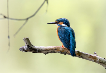 Kingfisher. / ***