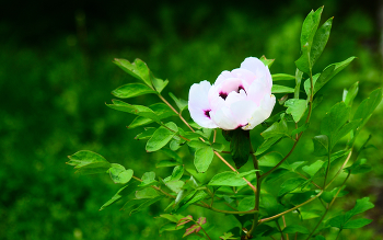 Magnolia / ***