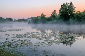Little flowers / ***