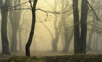 Fog dissipates / ***