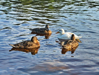 Ugly duckling / ***