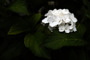 Untitled / ***