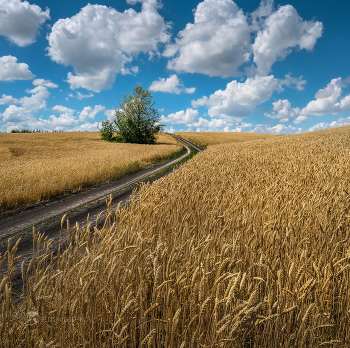 Road / ***