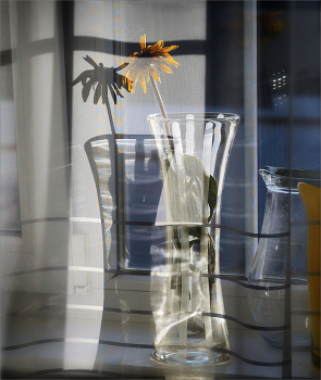 Window / ***