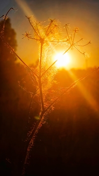 Sunset / ***