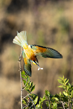 Golden bee-eater / ***