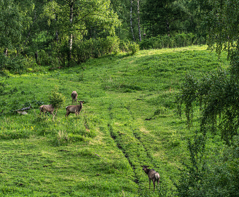 Altai Mountains / ***
