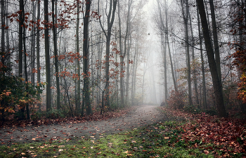 in fog / ***