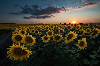 Evening in July / ***
