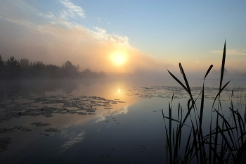 Summer morning. / ***