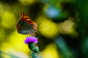 About a butterfly / ***