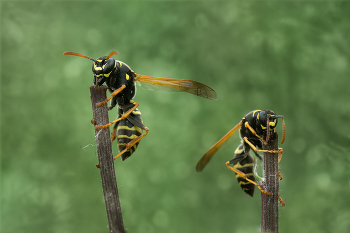 Two of the casket / ***