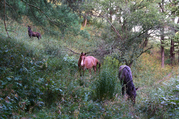 Meeting in the woods / ***