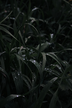 grass / ***