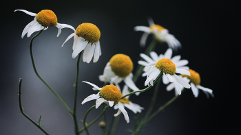 Flowers / ***