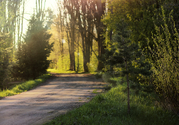 The road in the woods / ***