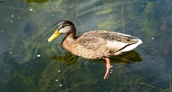 Duck / ***