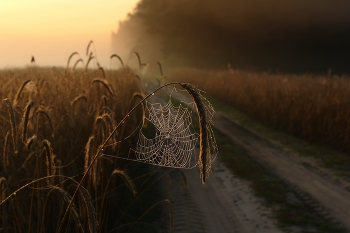 Cold morning / ***