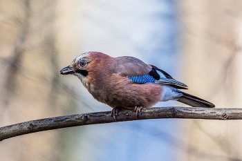 Jay / ***