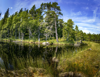 Forest / ***