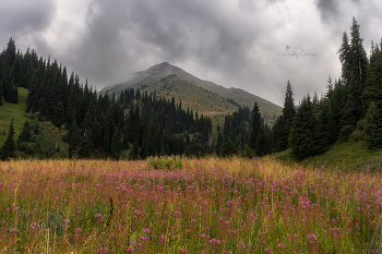 Approaching storm ... / ***