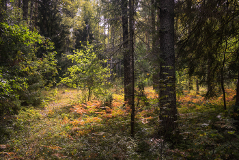 in late summer / ***