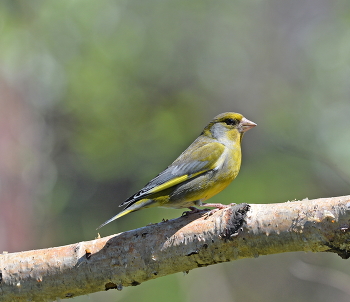 Yellow Wagtail / ***