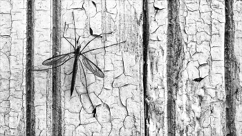 Life around / ***