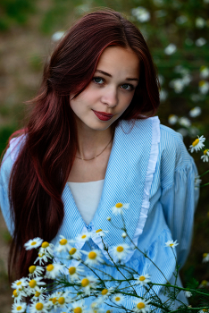 The daisies / ***