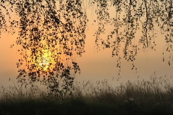 Birch morning / ***