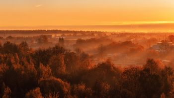 Sunrise in the forest / ***