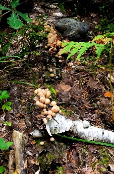 Forest / ***