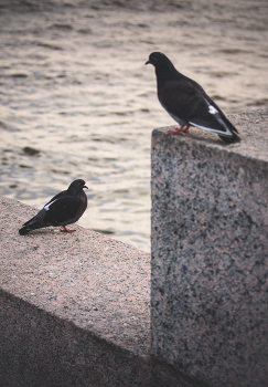 Quarrel / No comments.