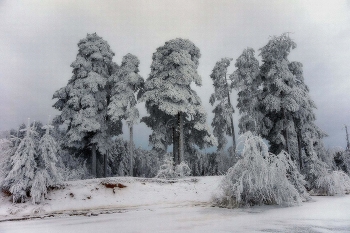 Winter lace / ***