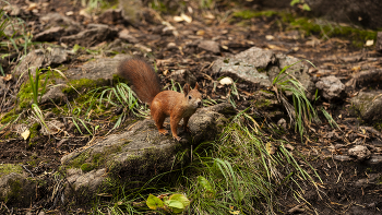 Squirrel. / ***