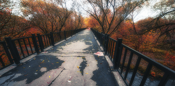 Bridge / ***