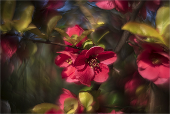 Japanese quince / ***
