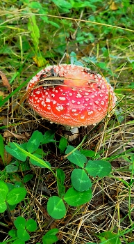 Fly-agaric / ***