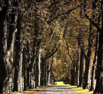 Landscape / ***