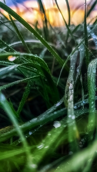 At sunset after rain / ***