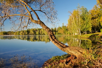 Willow / ***