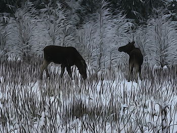 Winter story / ***