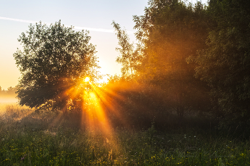 Morning in the forest / ***