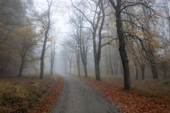 Autumn forest / ***