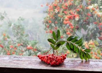 Rain / ***
