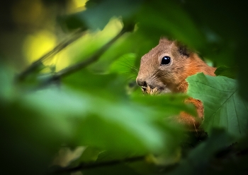 spied / ***
